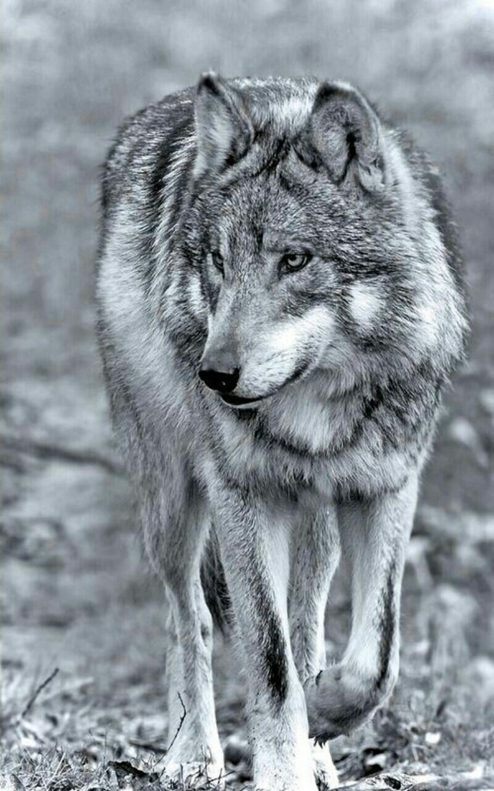 Wolf in darkness
