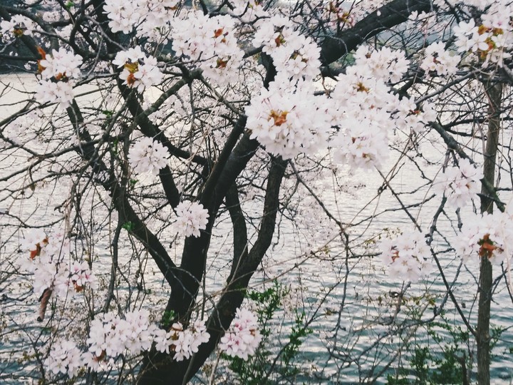 Blossoms★