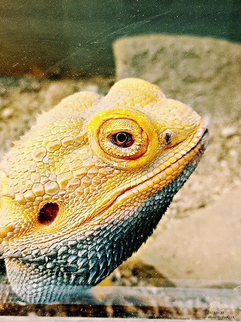 sfondi reptile, chameleon