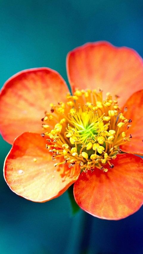 flowers 2