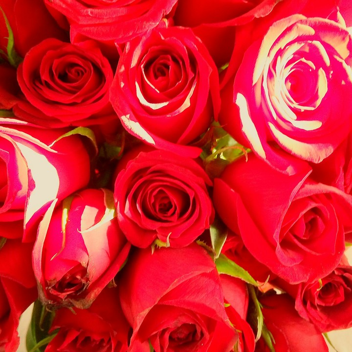 roses 