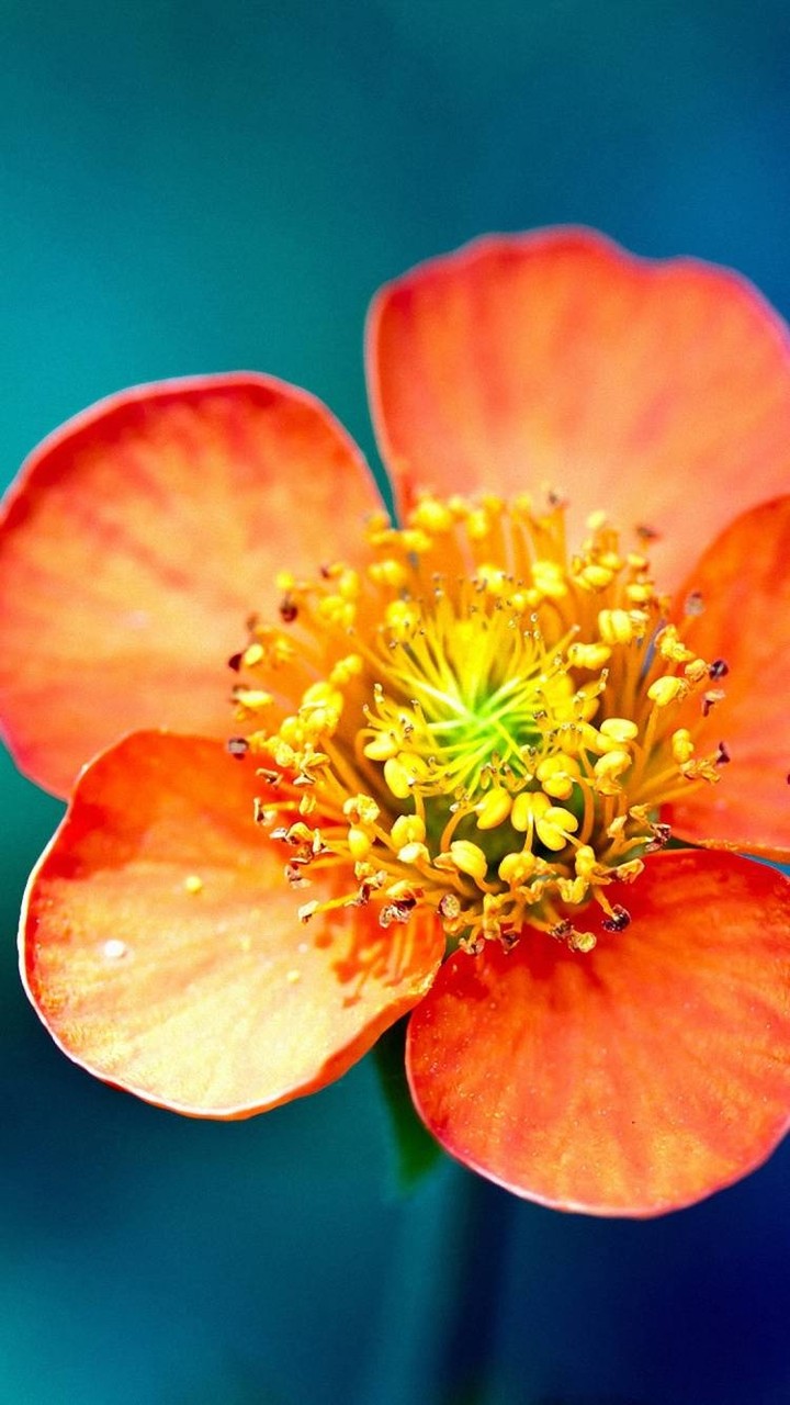 flowers 2