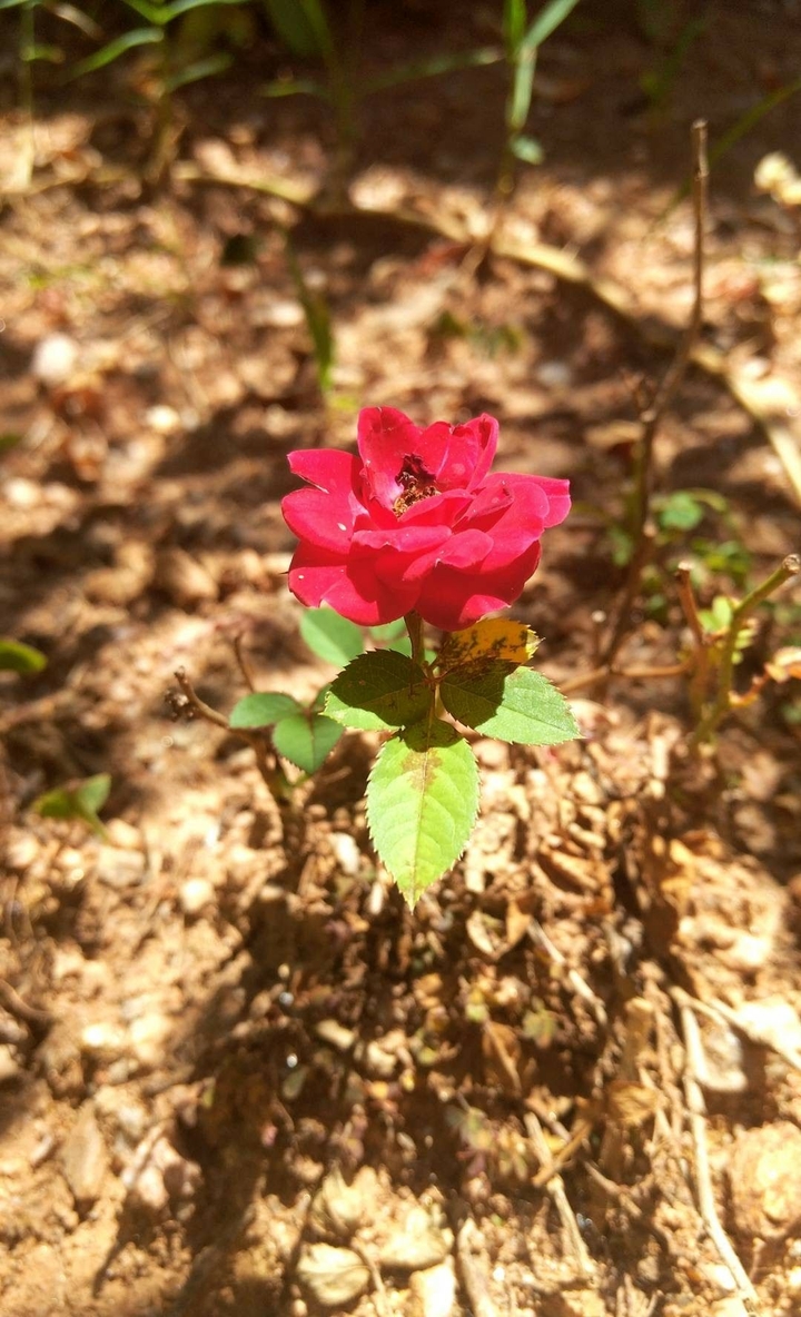rosa