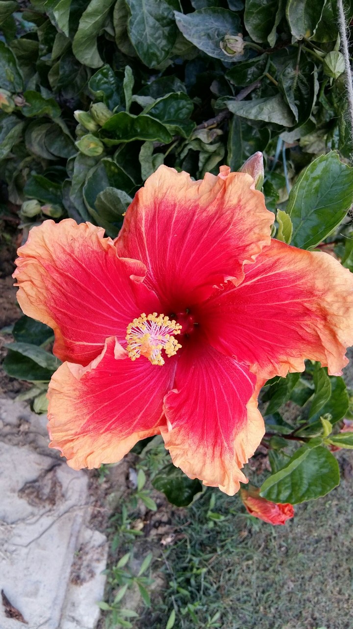 beaty flower