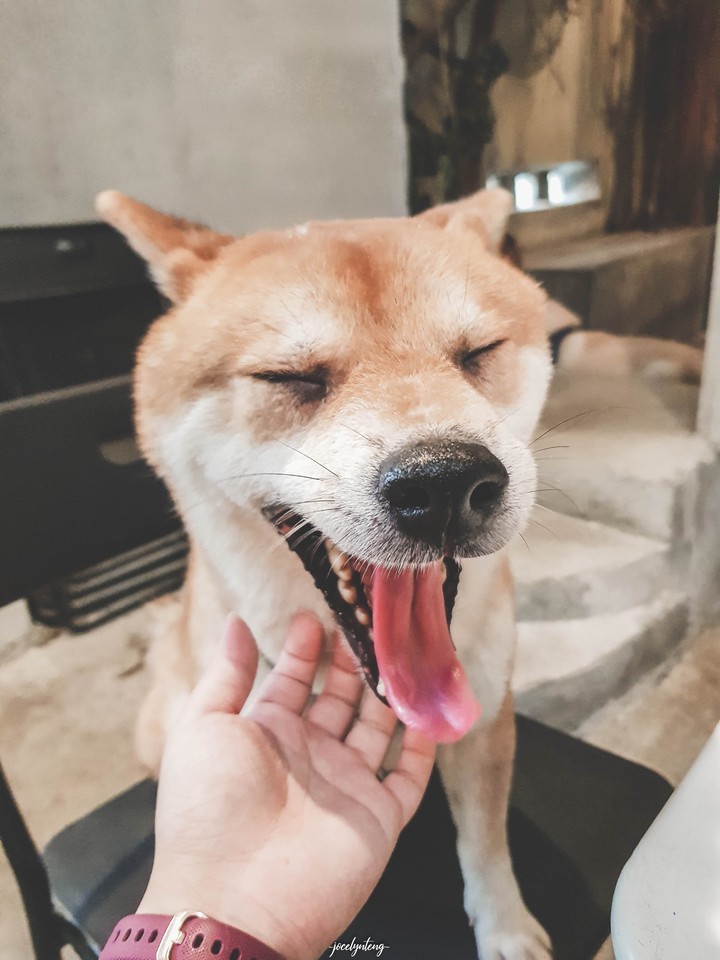 say cheese