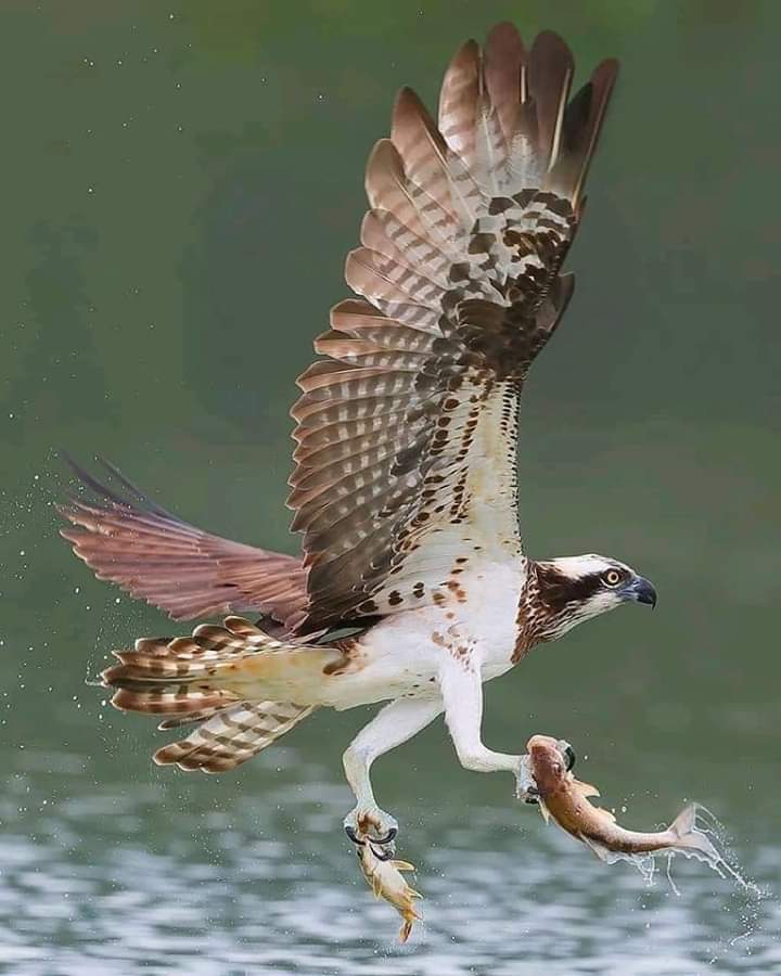 Eagle