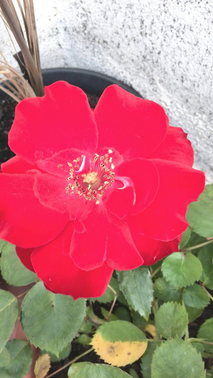 Red velvet