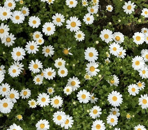 fonds d'écran plants, feverfew