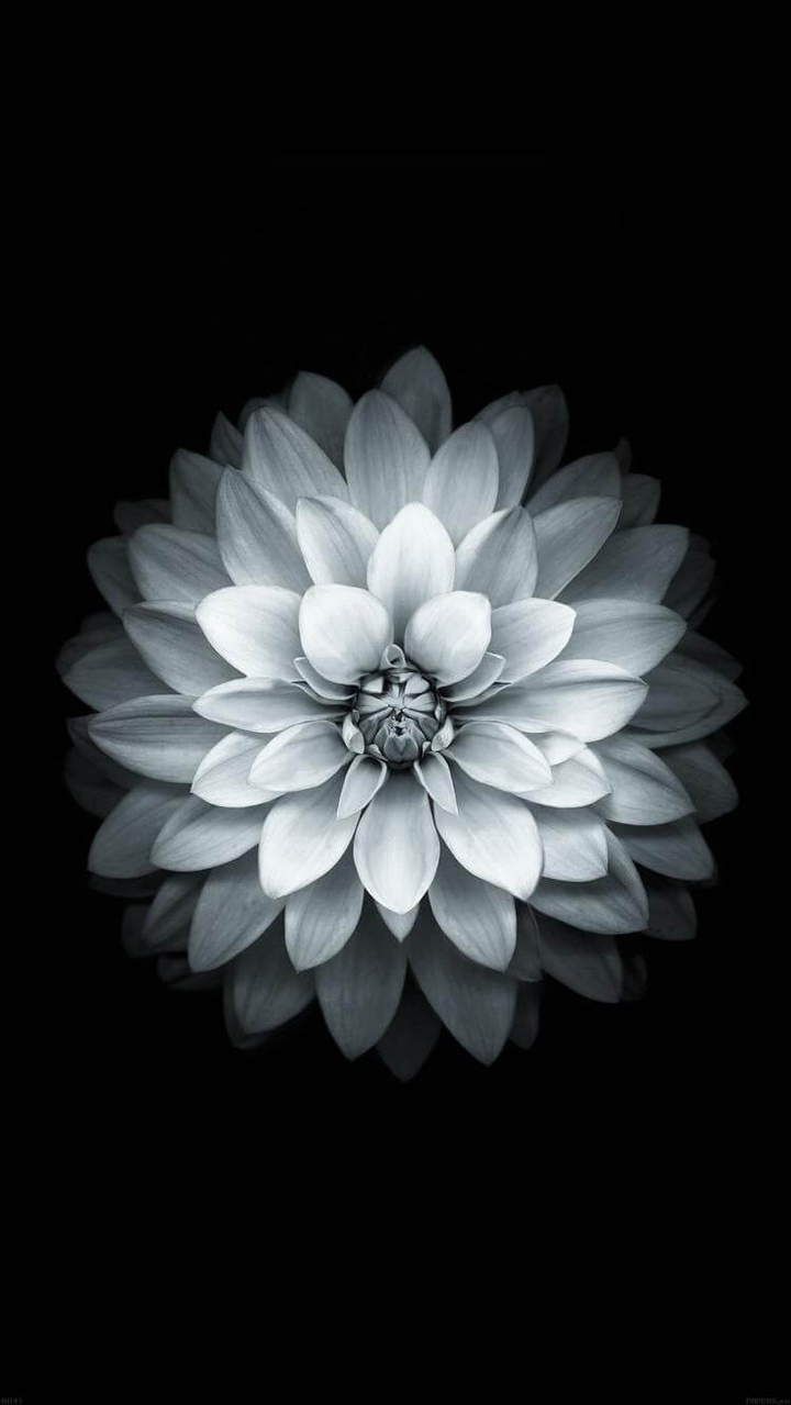 dark lotus