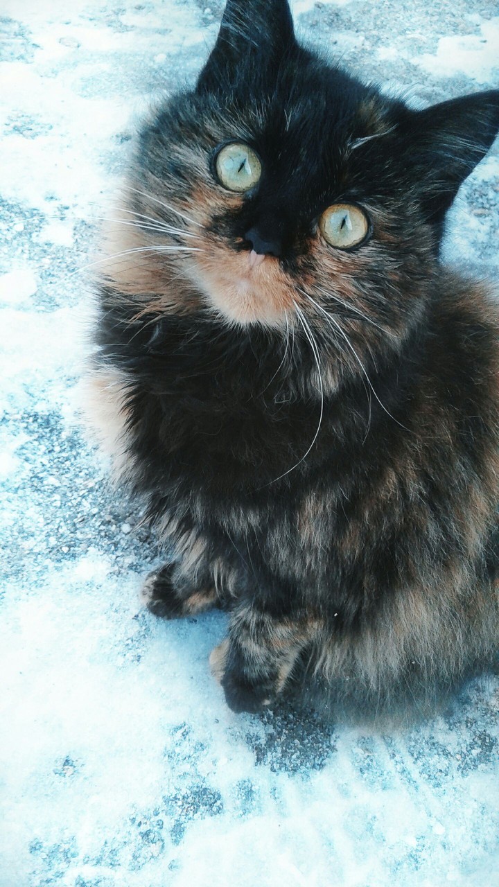 cat