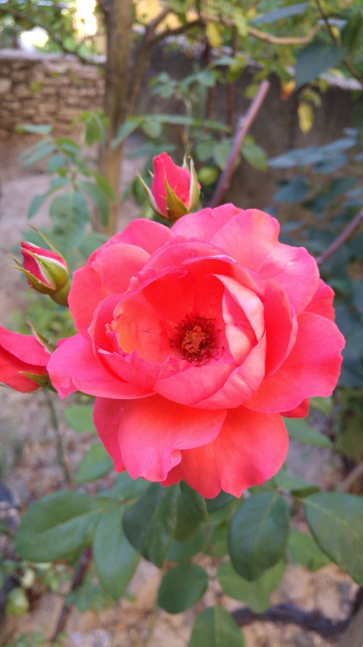 plant