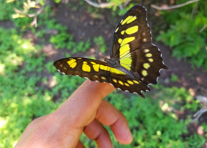 MARIPOSA VERDE Y NEGRO, SAN LORENZO, GRO.