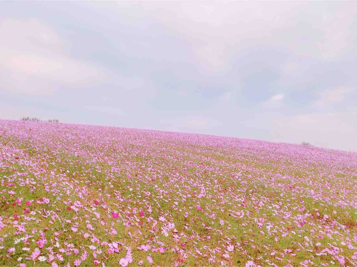 꽃동산