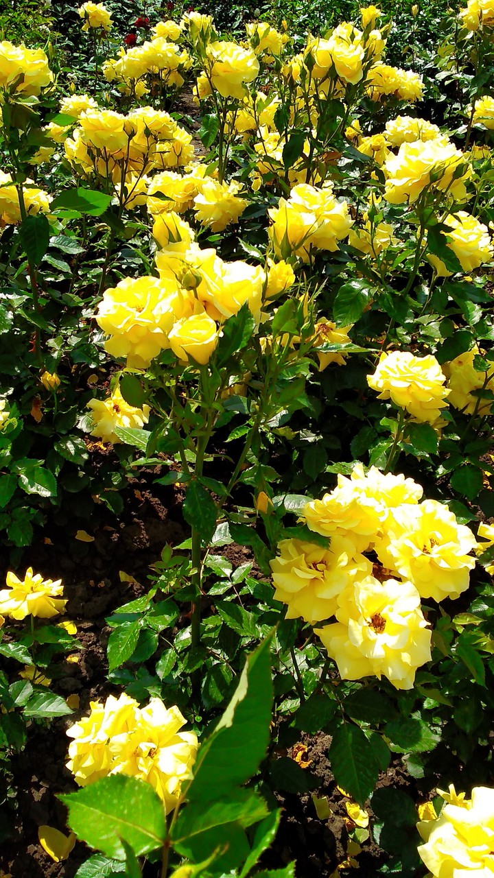 rose