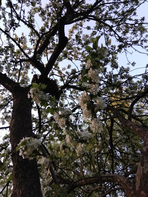 Цветы/Flowers #Alina