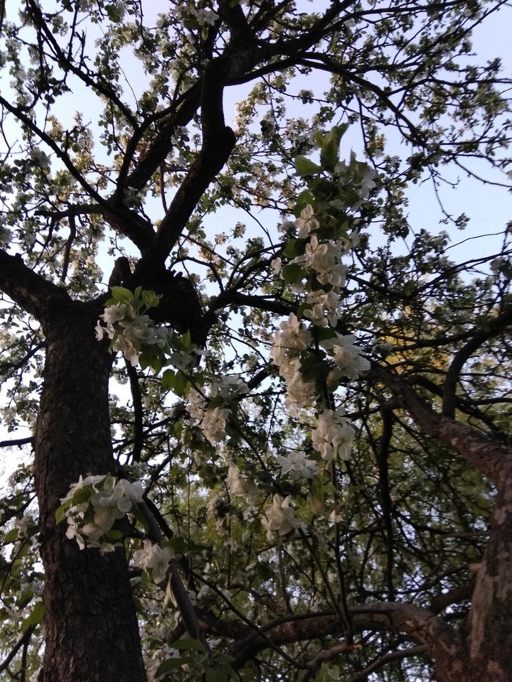 Цветы/Flowers #Alina