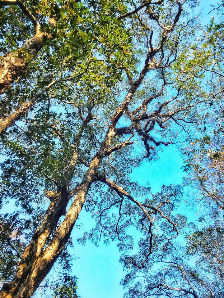 nature