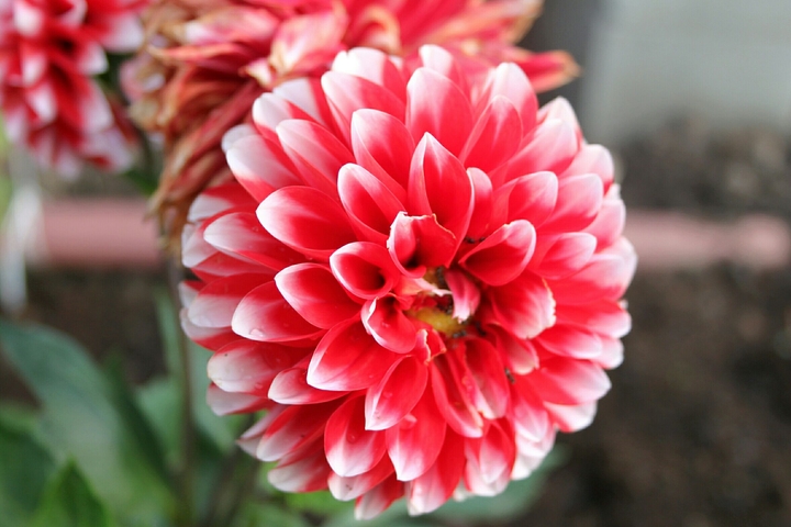 garden flower