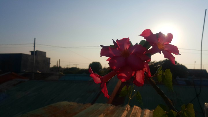 Bloom