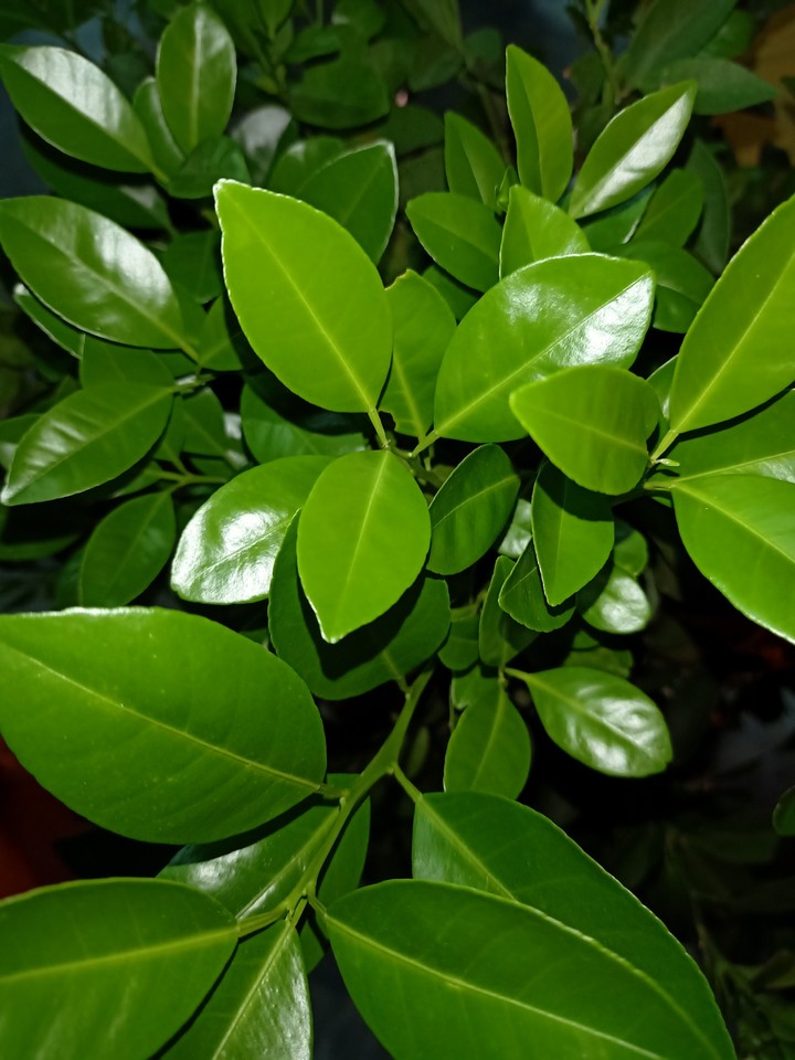 the green