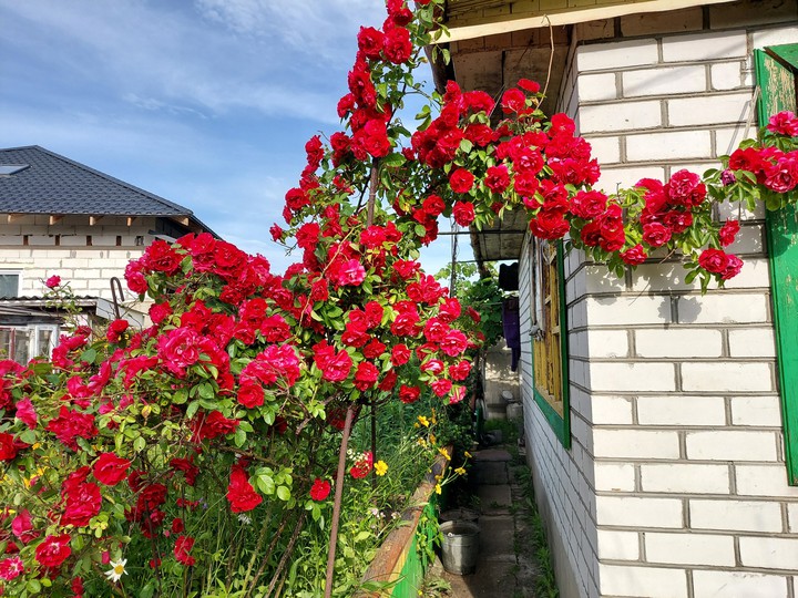 rose