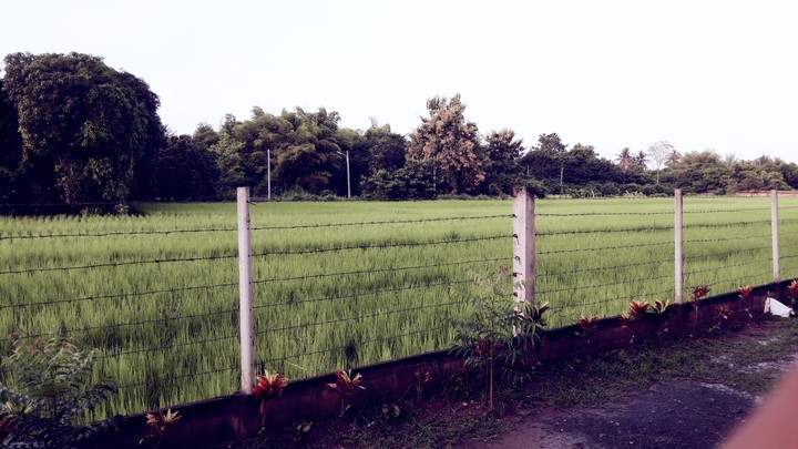 green bacyard