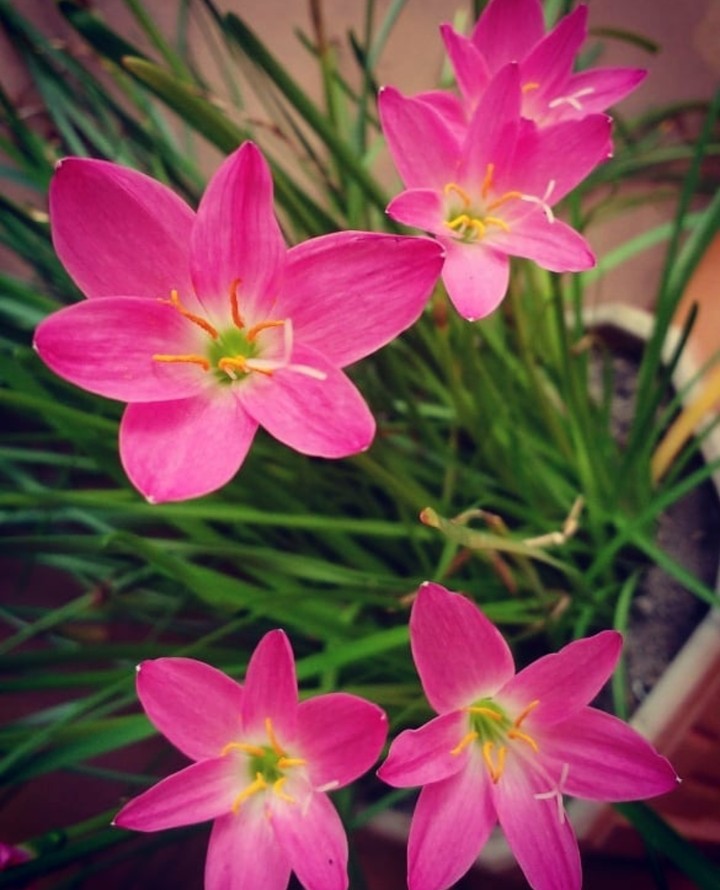 Rain Lilies