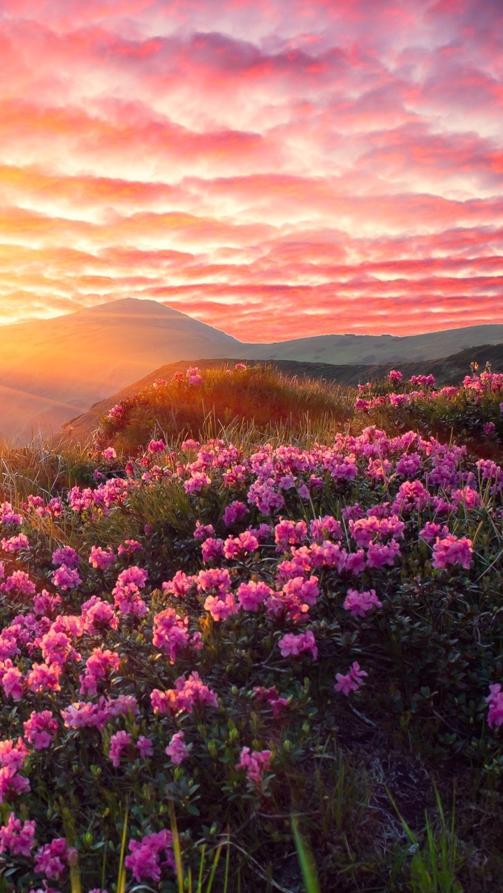Natural View