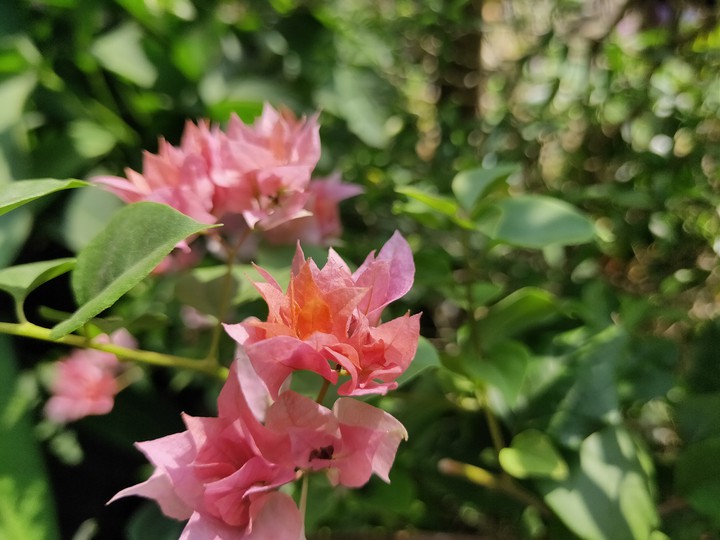 Beautiful Flowers