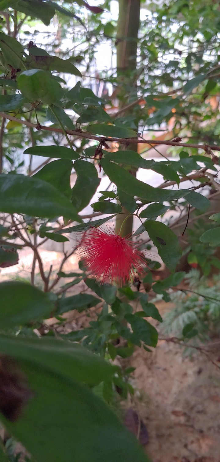 꽃
