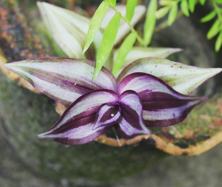 Beatiful flower !