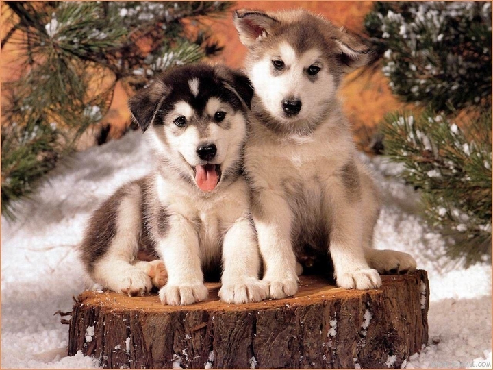 Dog brothers