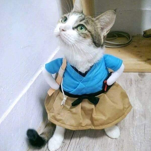 кошечка