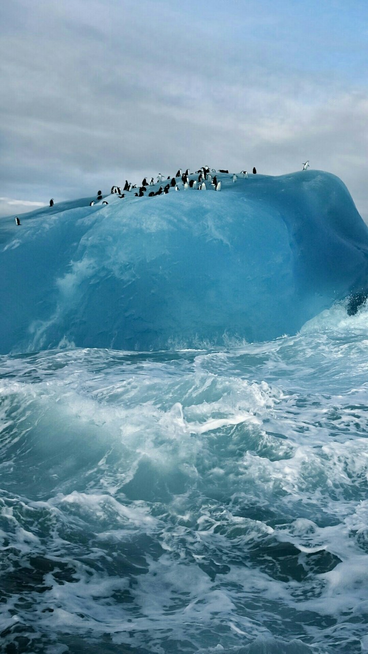 penguins