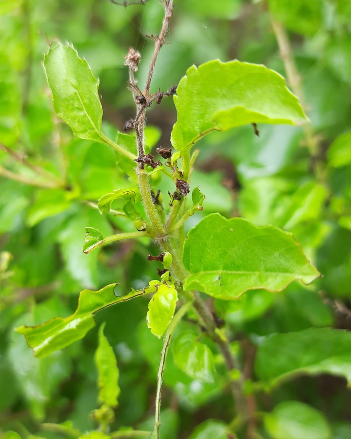 life of hindu religions  Tulsi