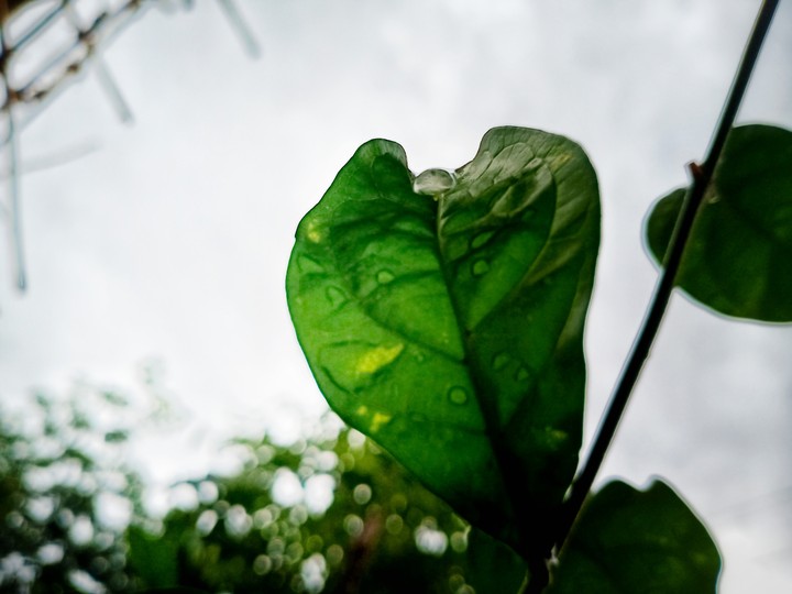 leaf