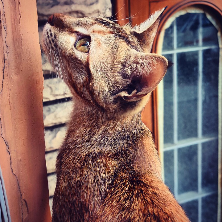 Animal