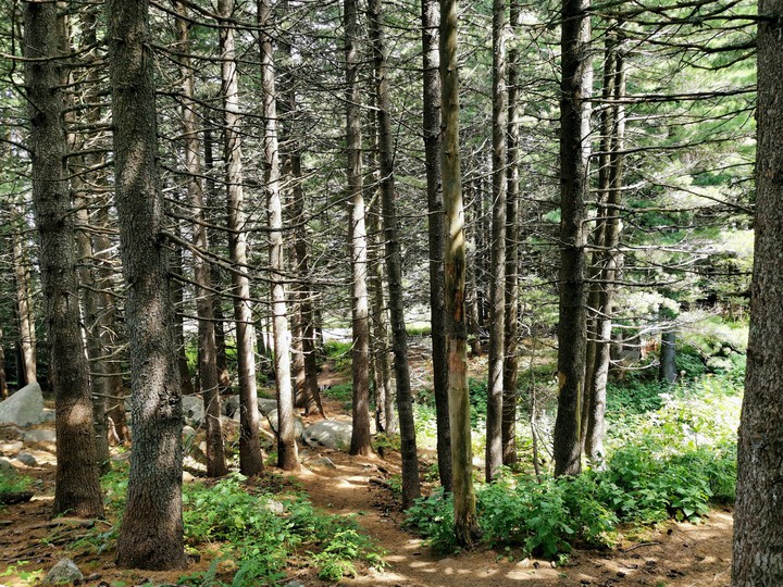 forest
