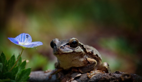 spring is comming