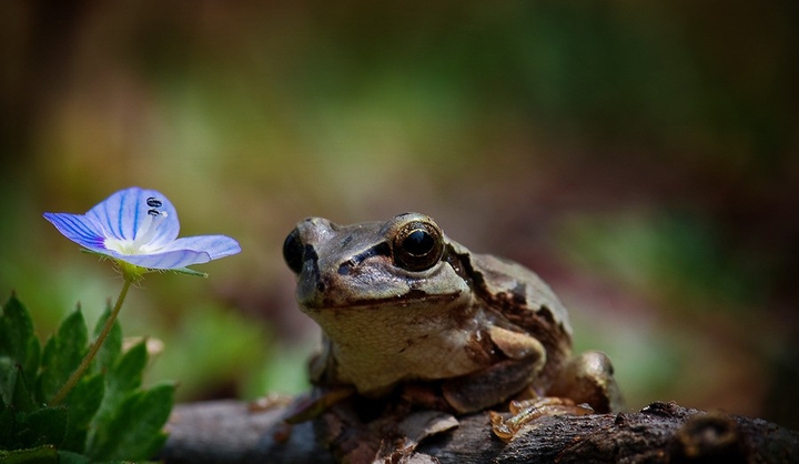 spring is comming