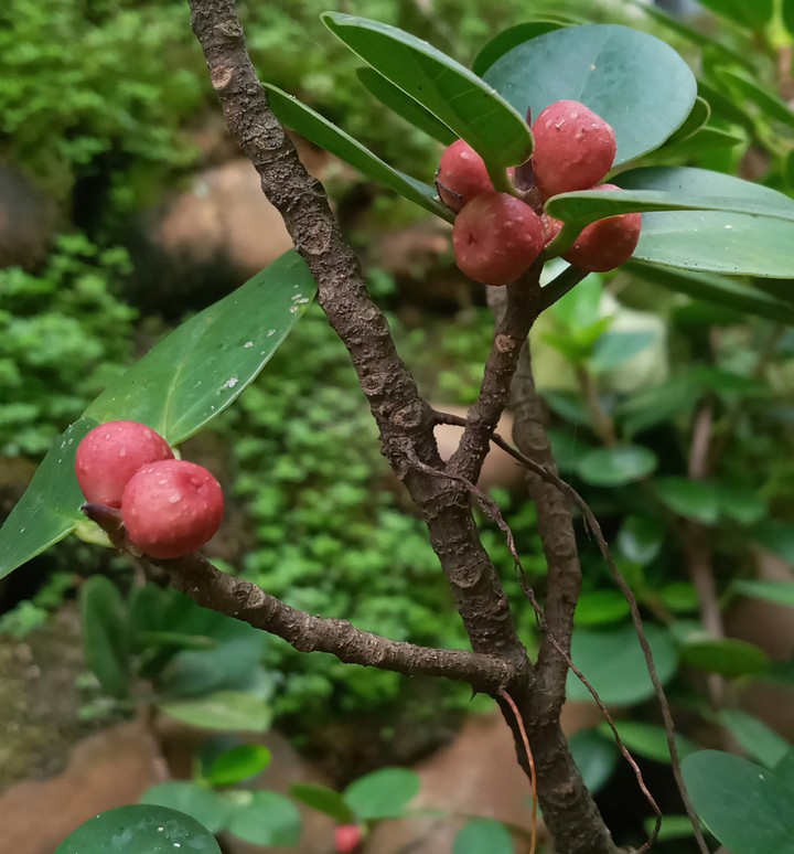 nature ke