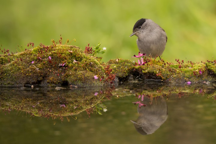 bird