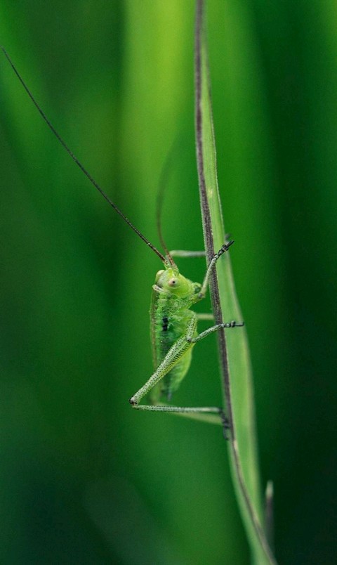 Grasshopper