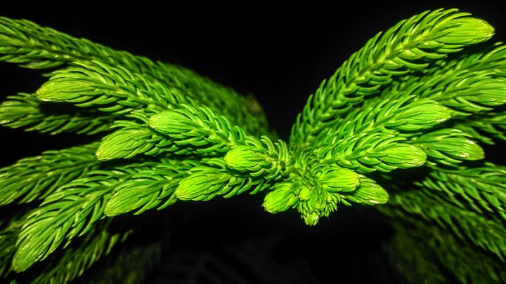 green leaves