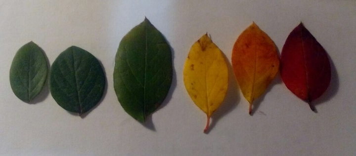 Leaves