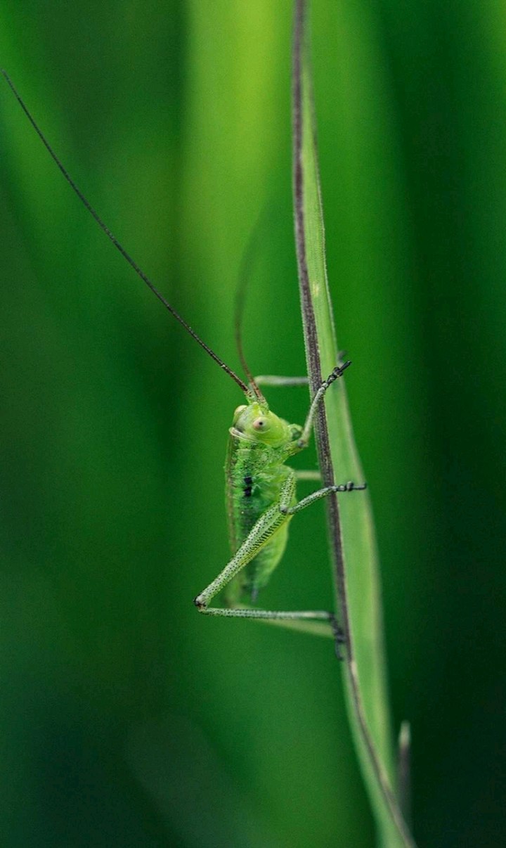 Grasshopper
