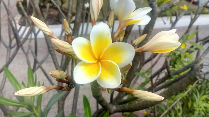 white & yellow