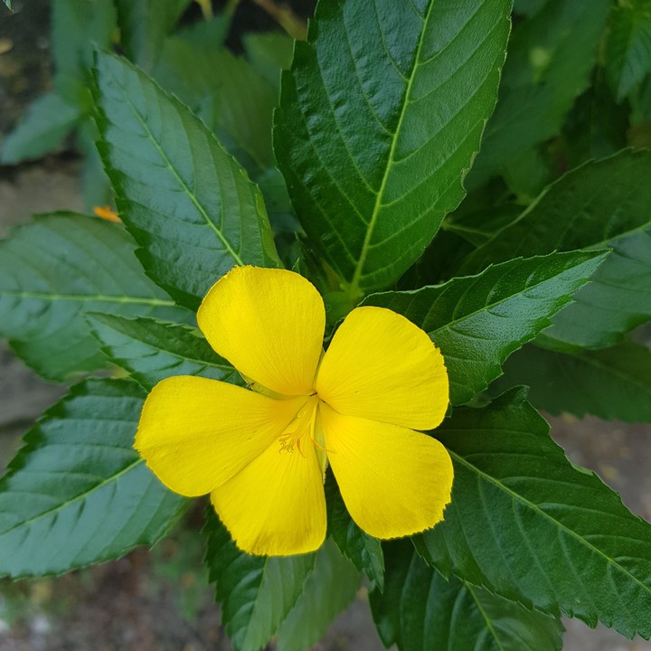 hihi