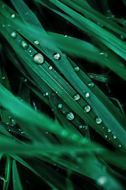 רקעים grass, moisture