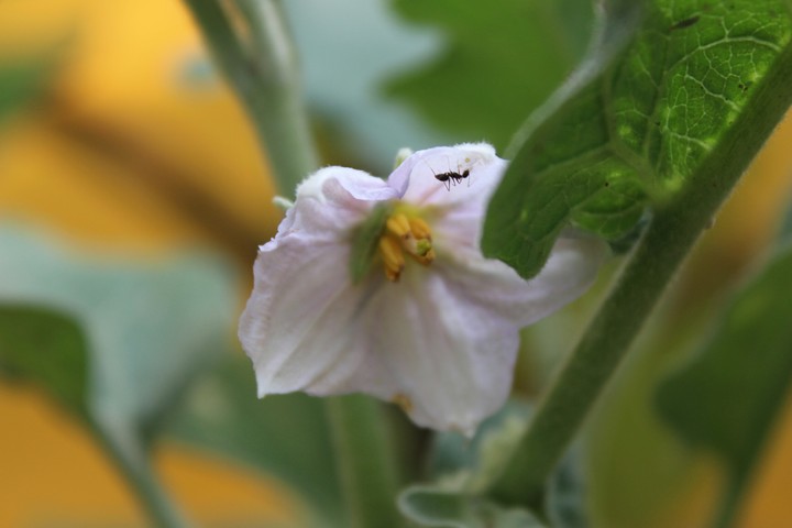 Flower with a beautiful ant